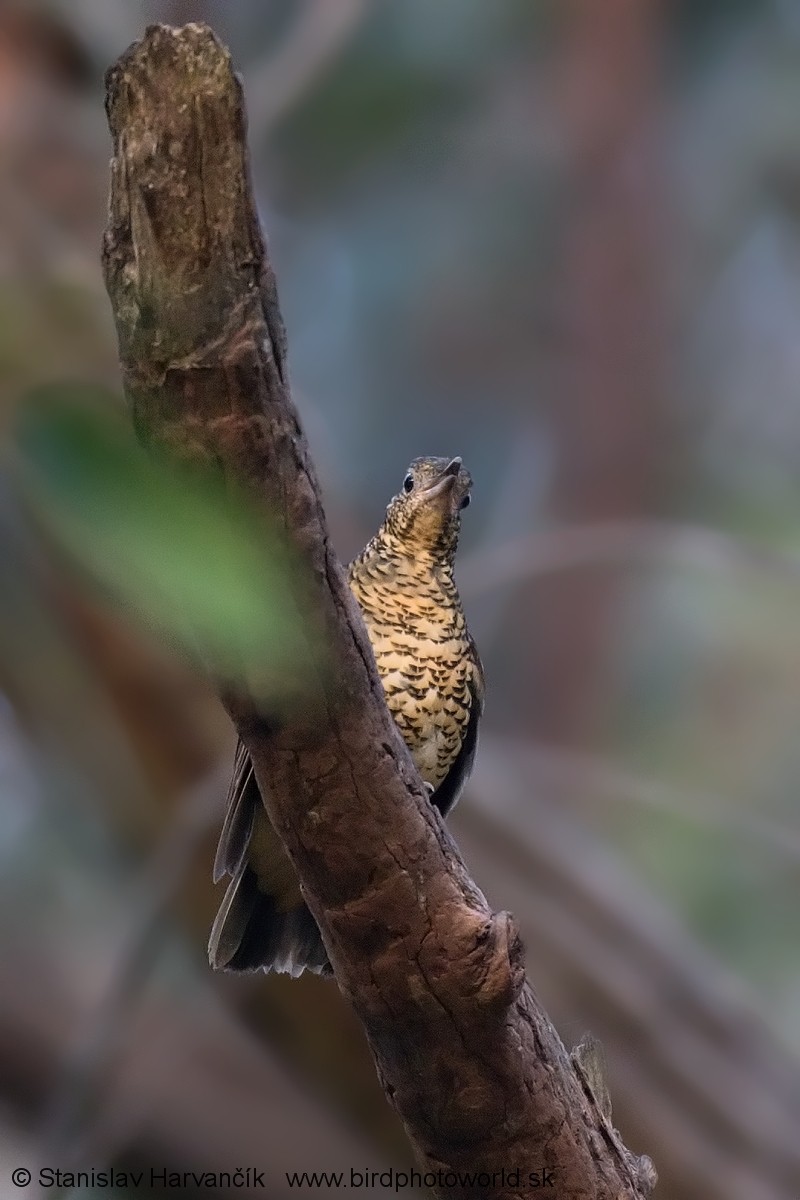 Sri Lanka Thrush - Stanislav Harvančík