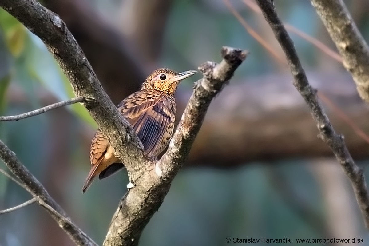 Sri Lanka Thrush - Stanislav Harvančík