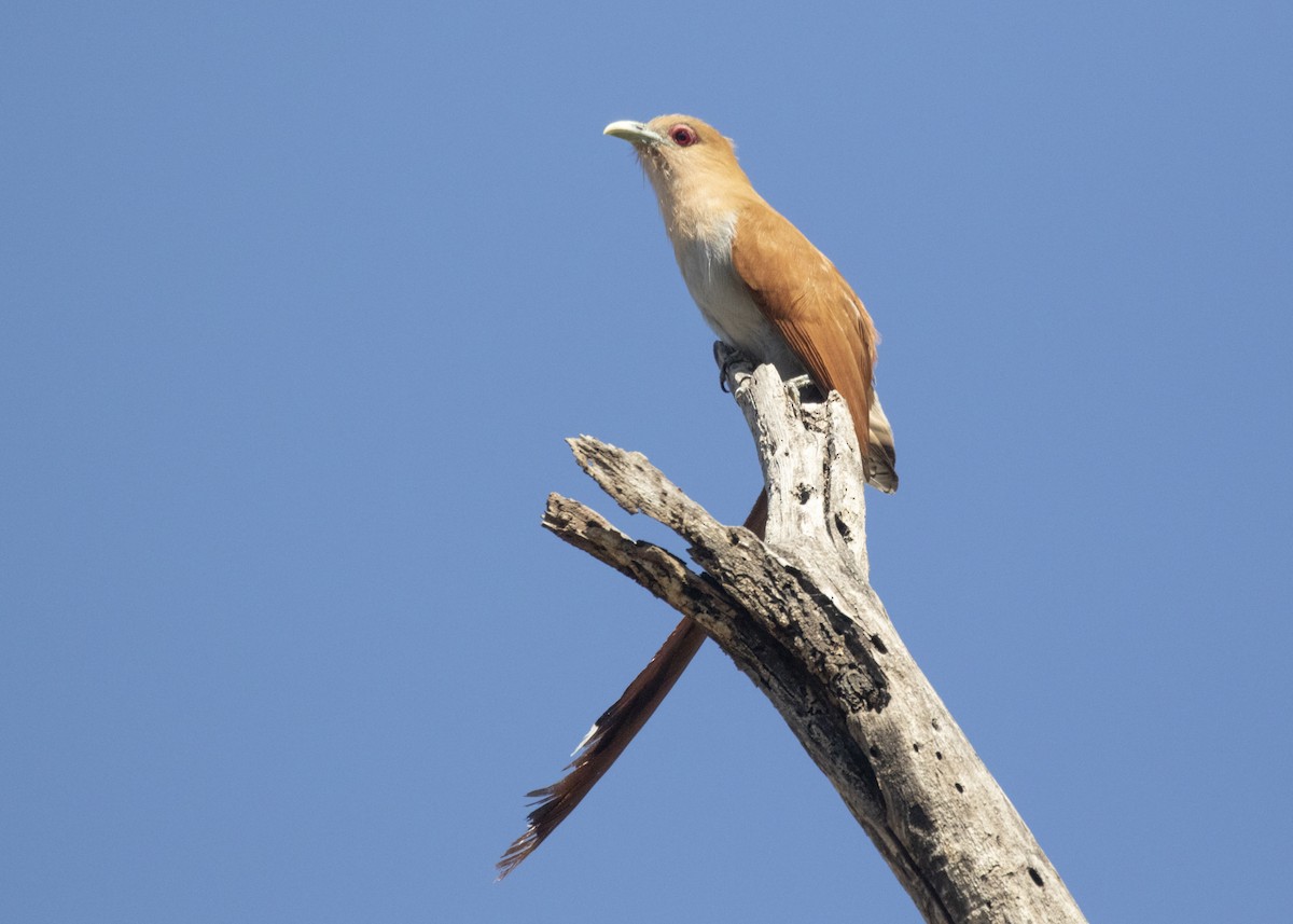 Squirrel Cuckoo (Amazonian) - ML548769041