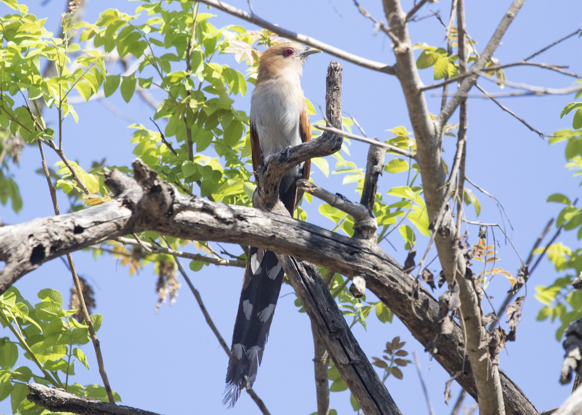 Squirrel Cuckoo (Amazonian) - ML548769071