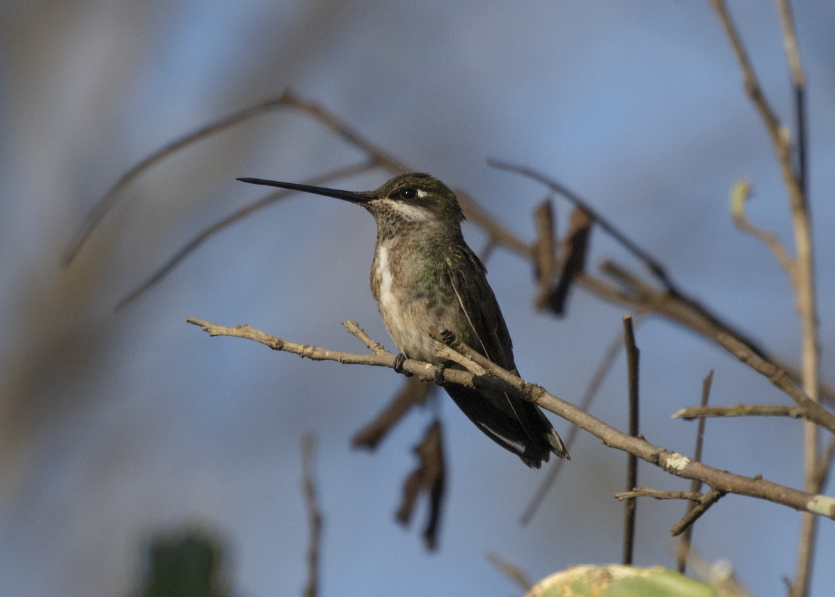 Stripe-breasted Starthroat - ML548769101