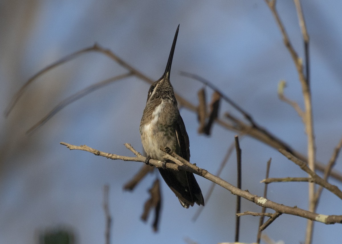 kolibřík fialovolímcový - ML548769121
