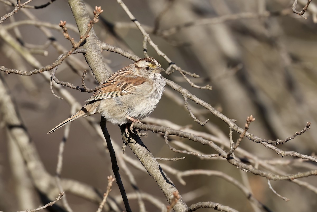 White-throated Sparrow - ML548769331