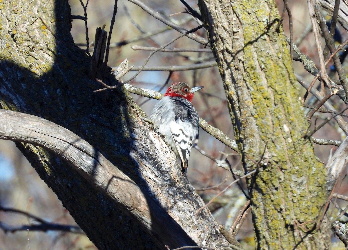 Red-headed Woodpecker - ML548769631