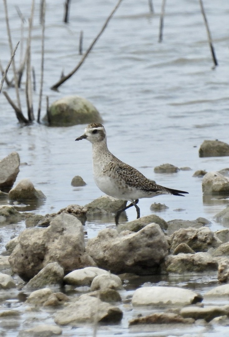 American Golden-Plover - ML548769901