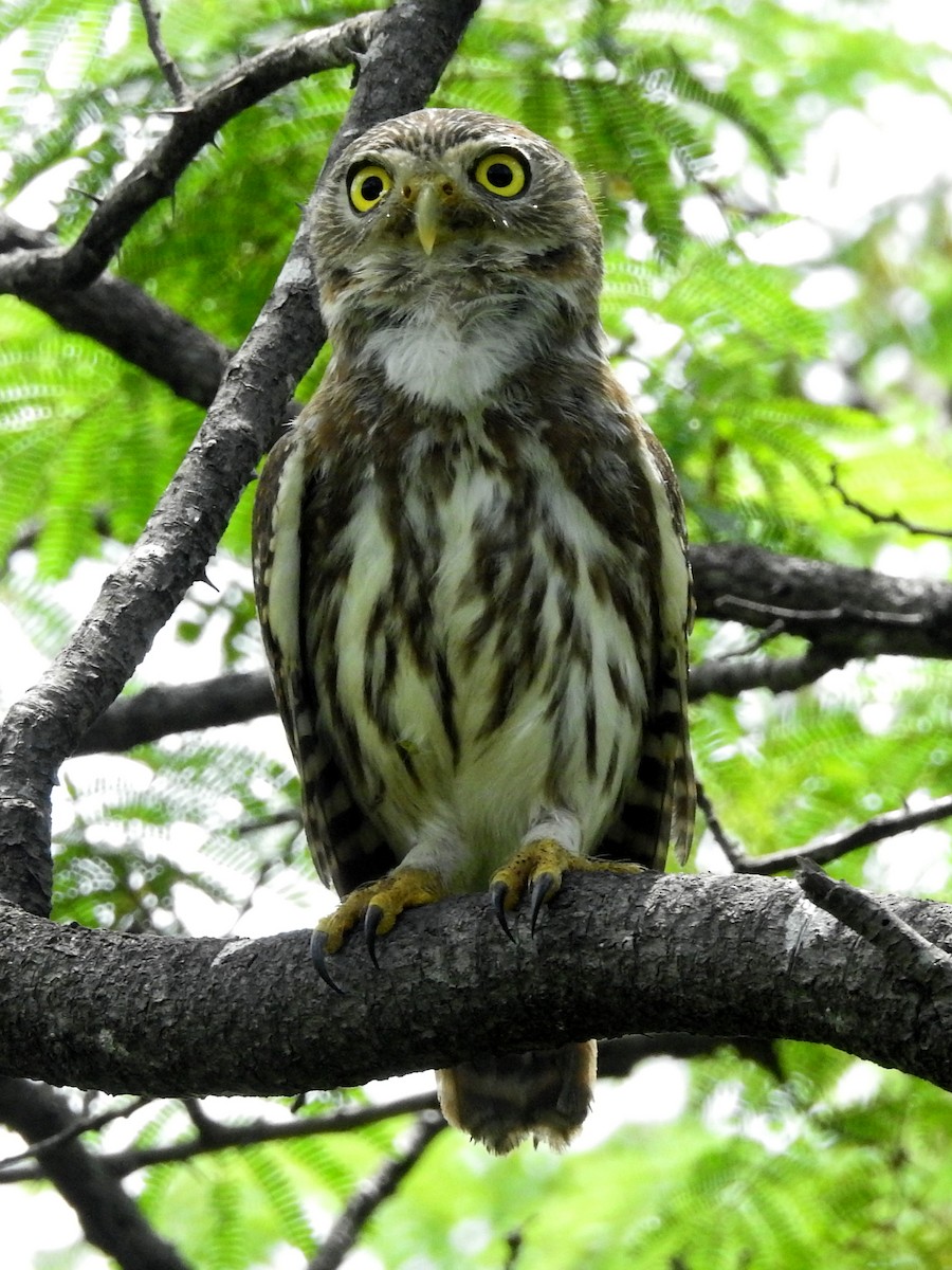 Ferruginous Pygmy-Owl - ML548769911