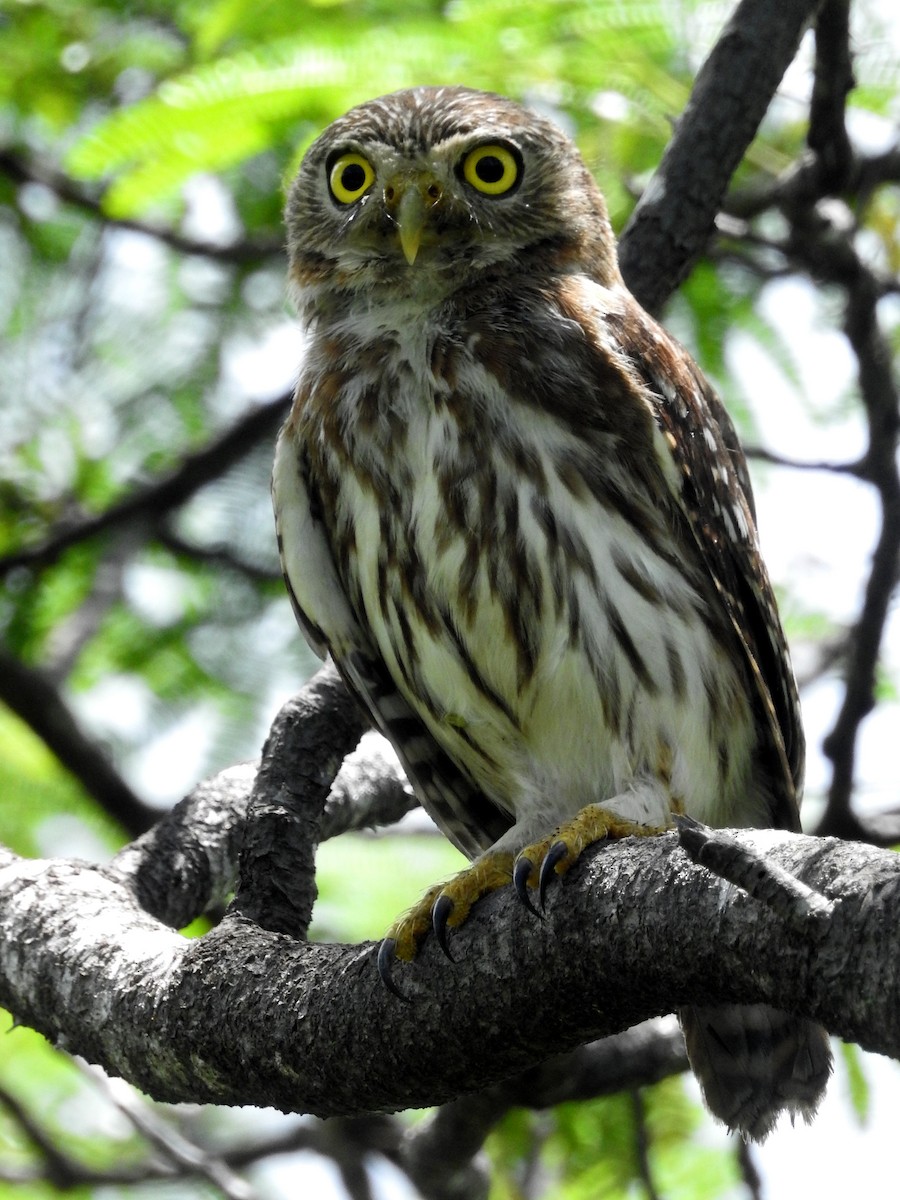 Ferruginous Pygmy-Owl - ML548769921