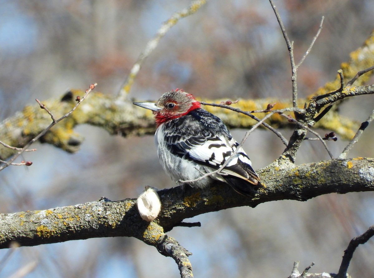 Red-headed Woodpecker - ML548769951