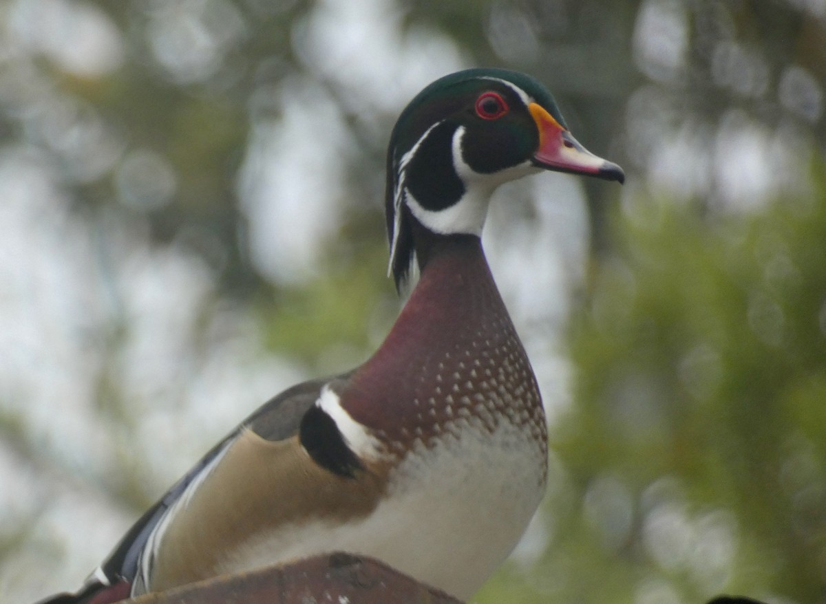 Wood Duck - ML548770161