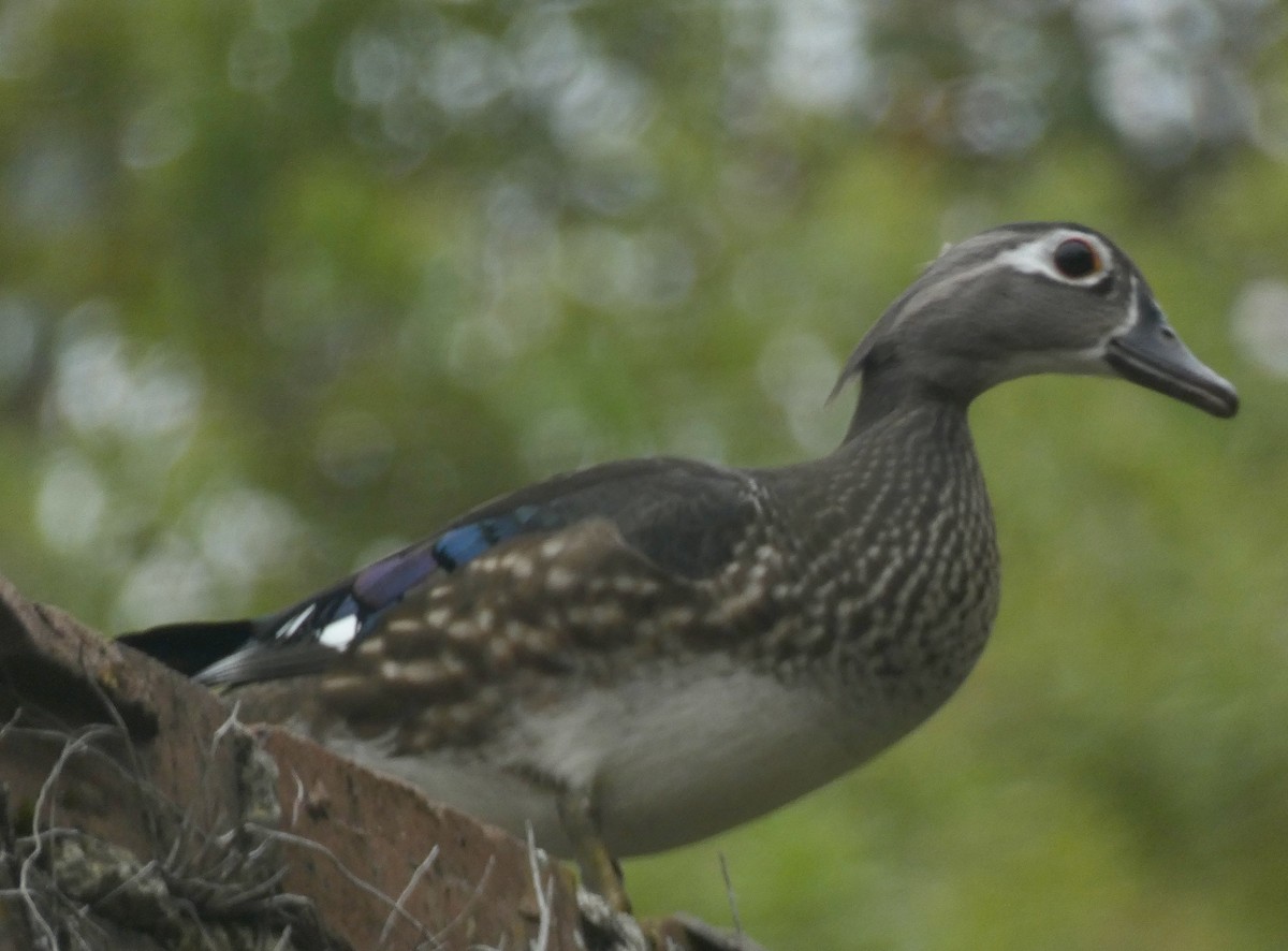 Wood Duck - ML548770171