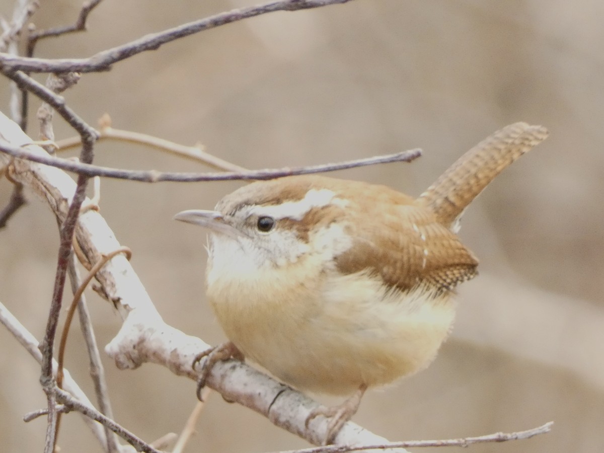 Carolina Wren - ML548770291