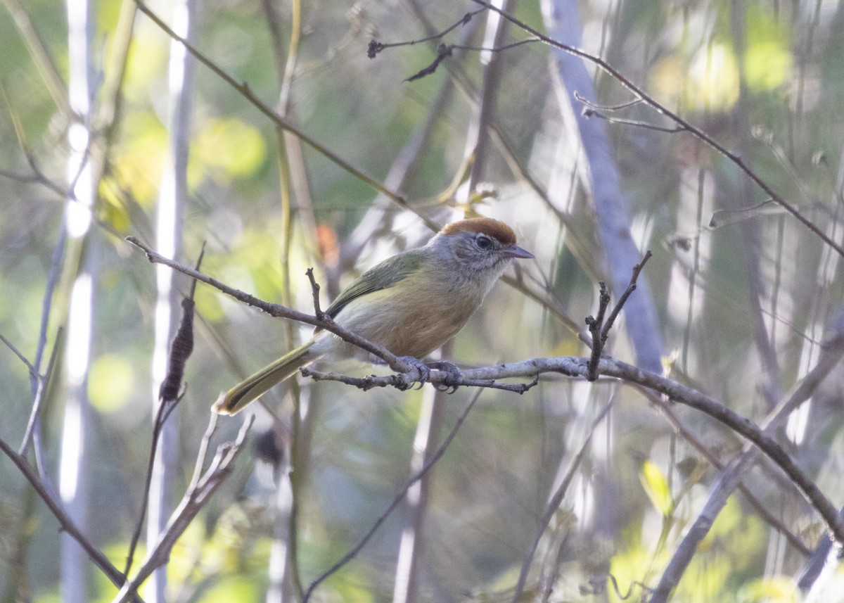 ML548771351 - Gray-eyed Greenlet - Macaulay Library