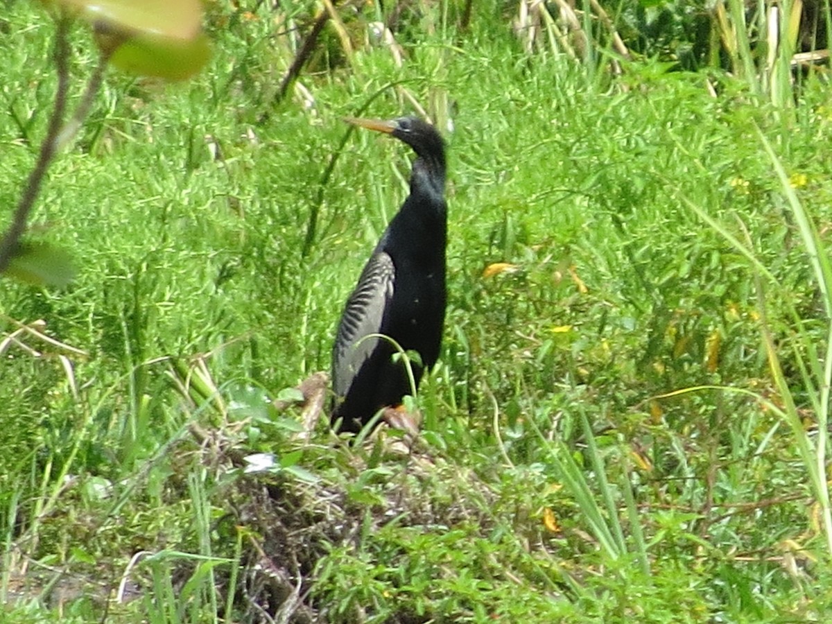 Anhinga - ML548771611