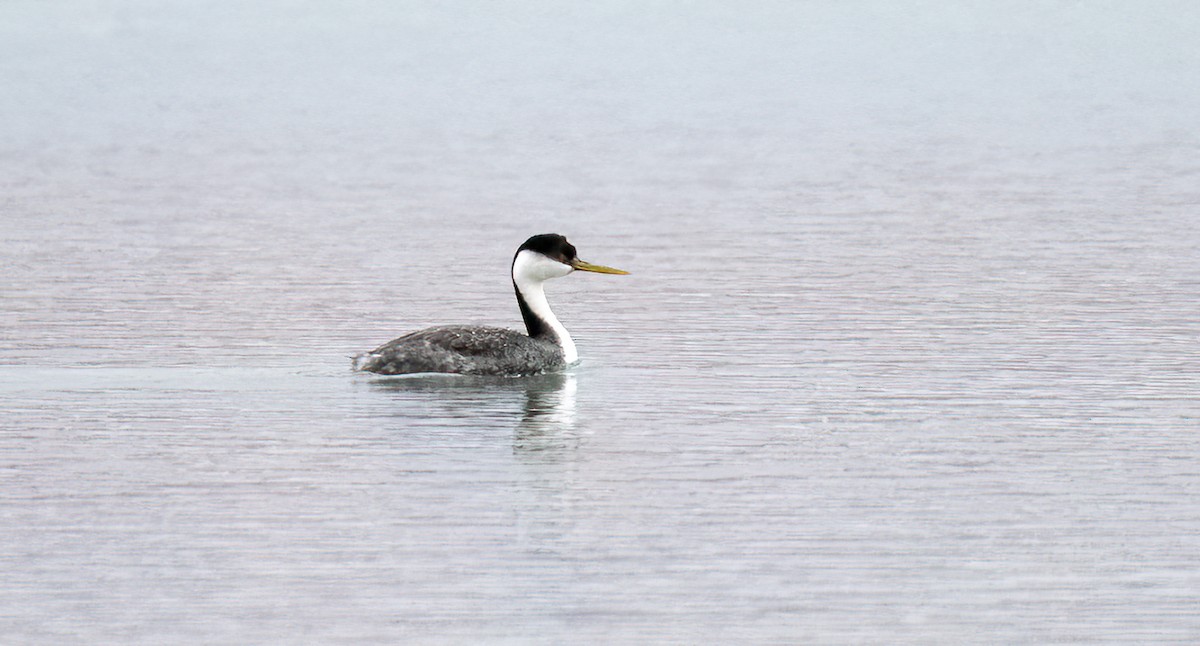 Western Grebe - ML548772481