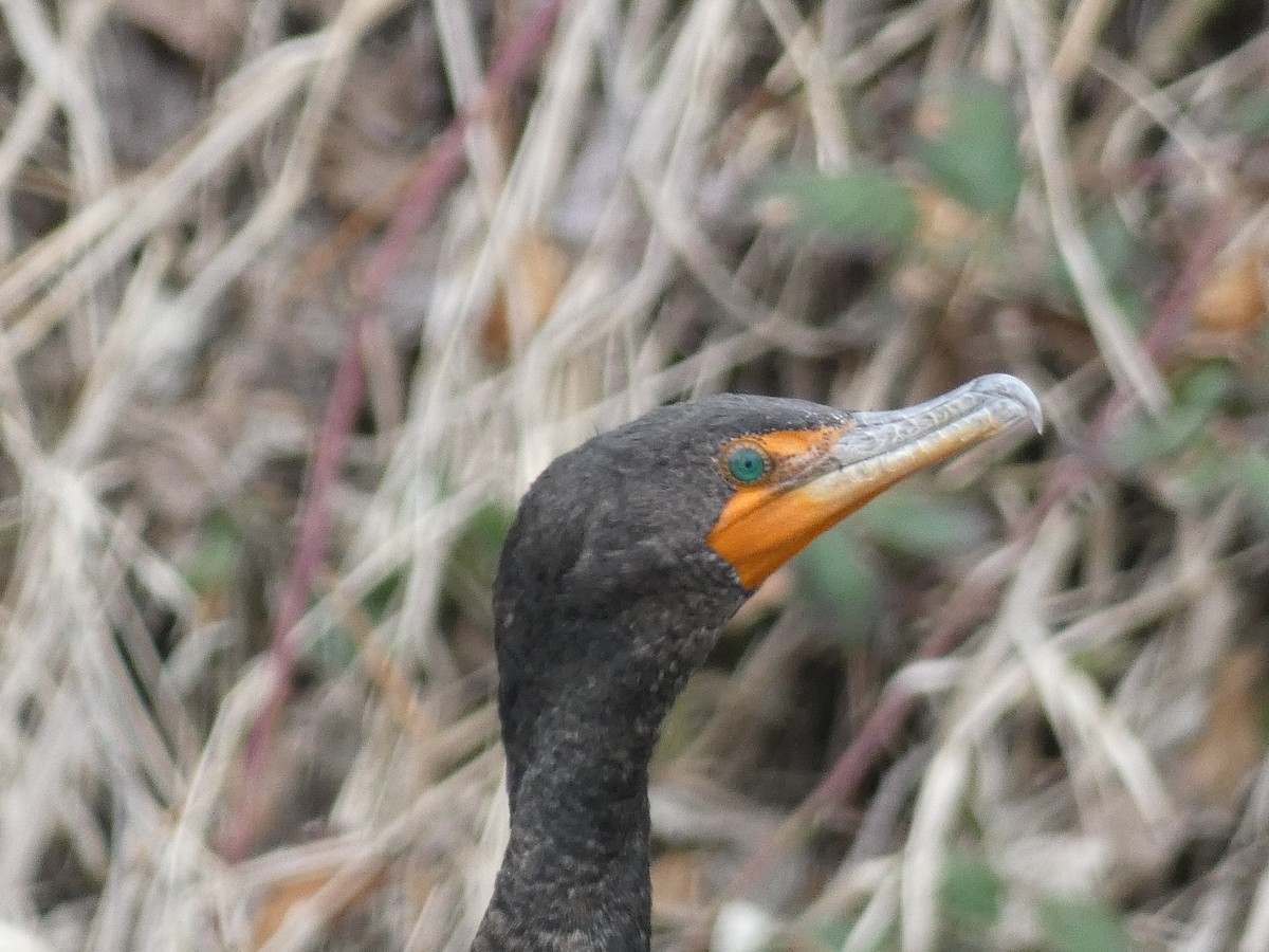 Double-crested Cormorant - ML548773291