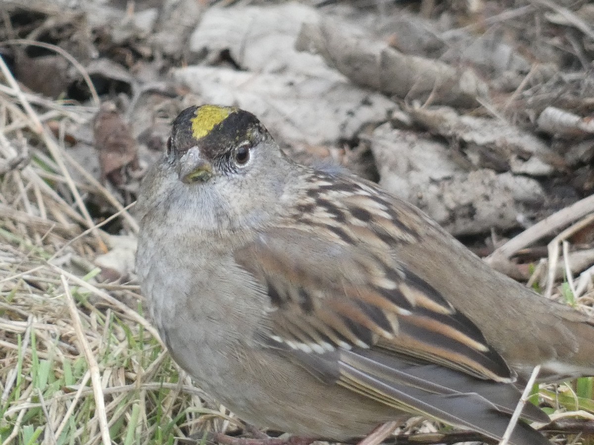 Golden-crowned Sparrow - ML548773341