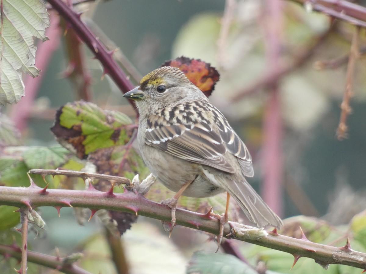 Golden-crowned Sparrow - ML548773361