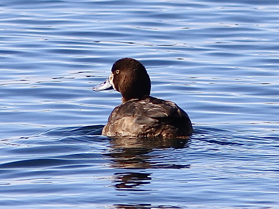 Greater Scaup - ML548773431
