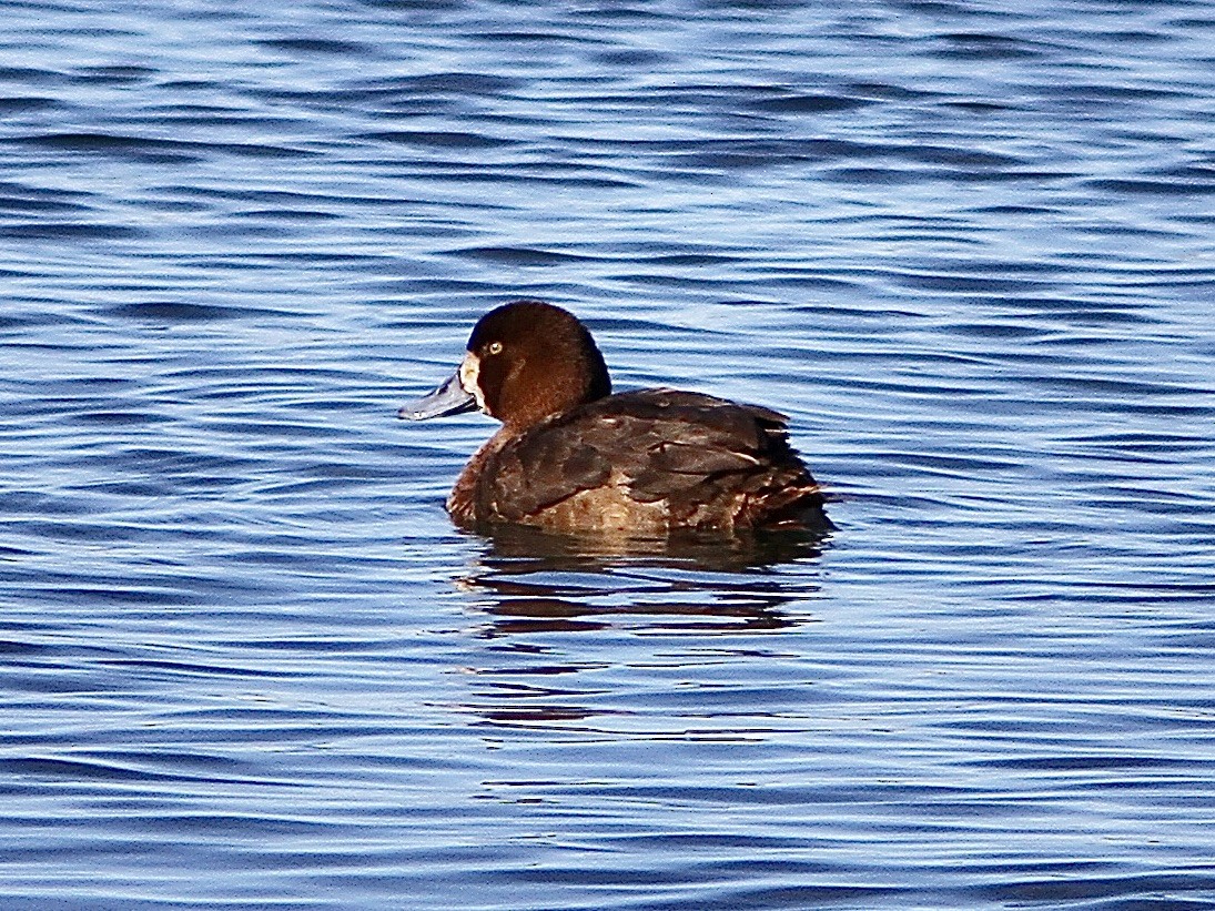 Greater Scaup - ML548773451