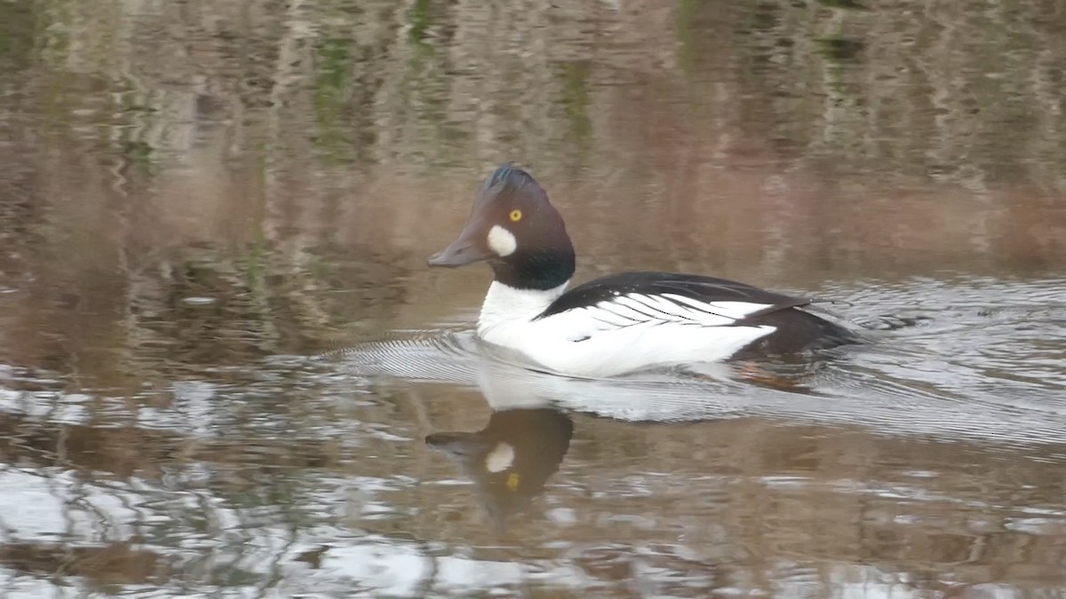 Common Goldeneye - ML548773541