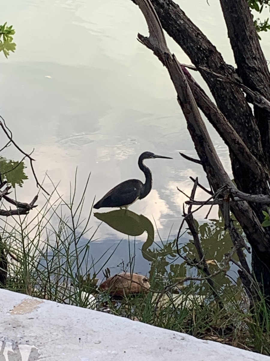 Tricolored Heron - ML548773631