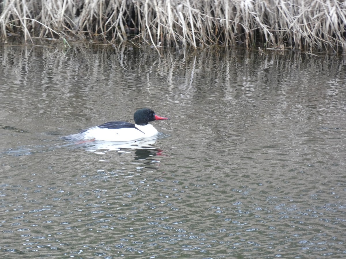 Common Merganser - ML548773641