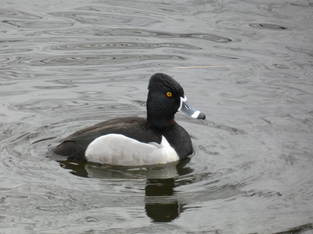 Ring-necked Duck - ML548774291