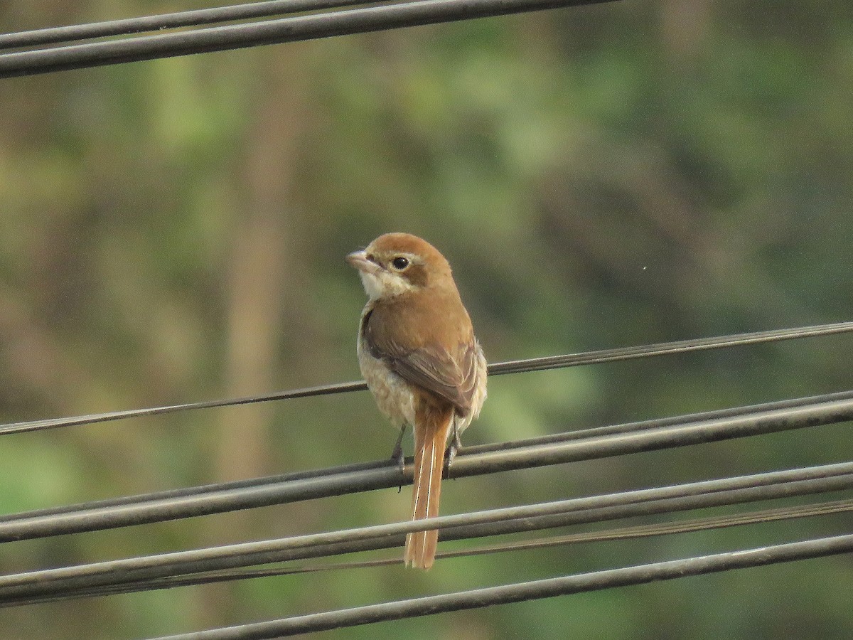 Brown Shrike - ML548774751