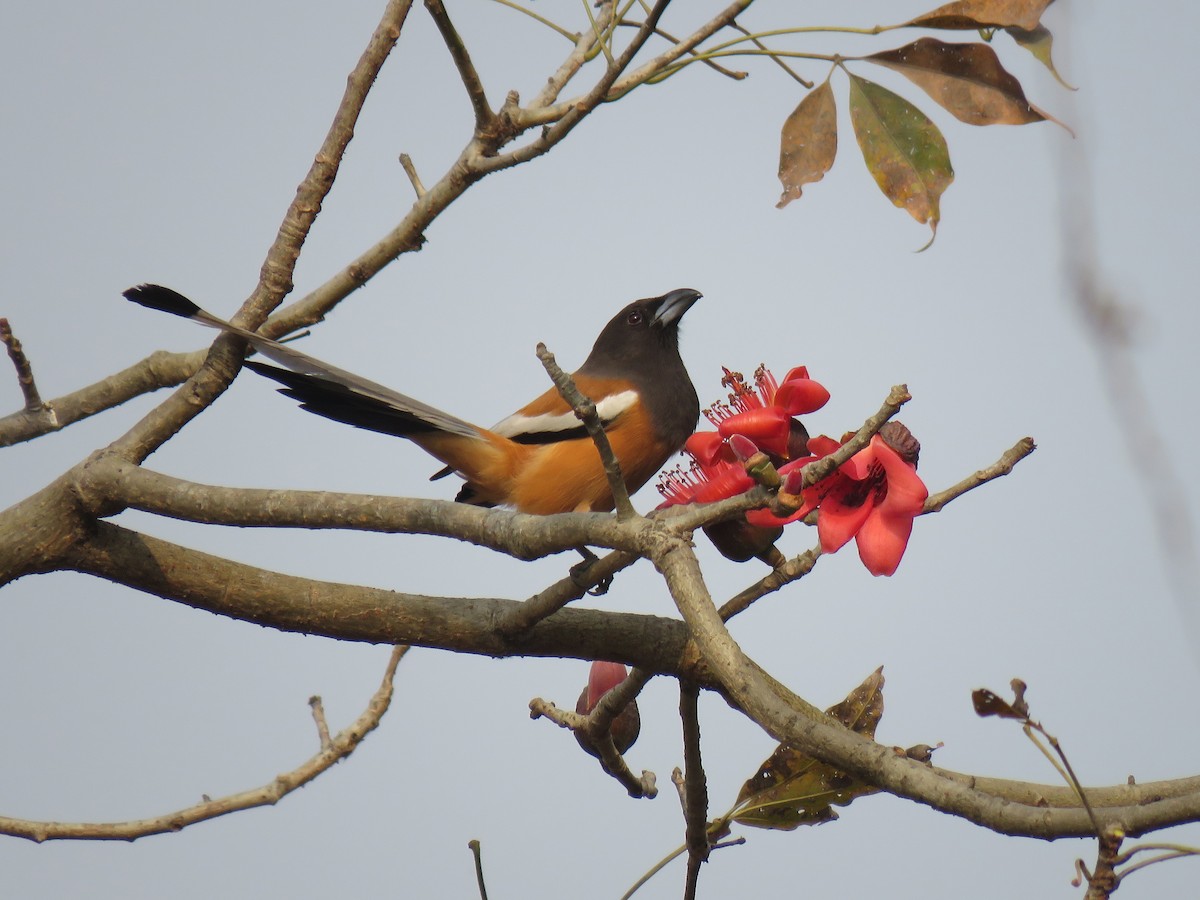 Rufous Treepie - ML548774791