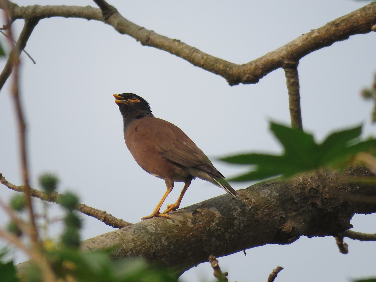 Common Myna - ML548774891