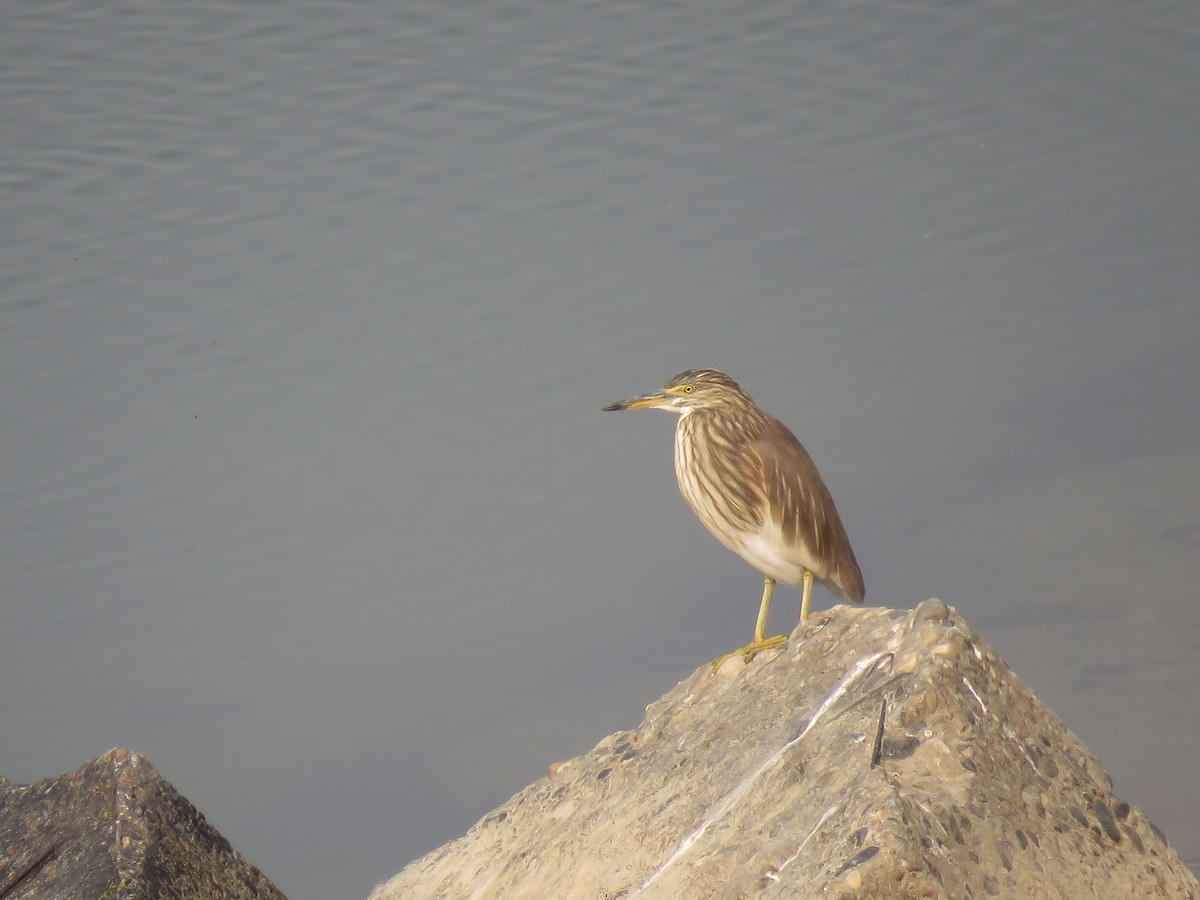 Indian Pond-Heron - Frederik Bexter