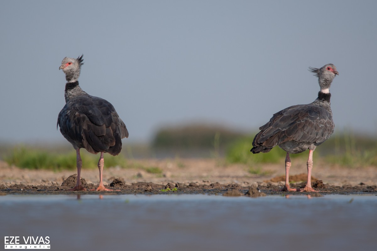 Southern Screamer - Ezequiel Vivas