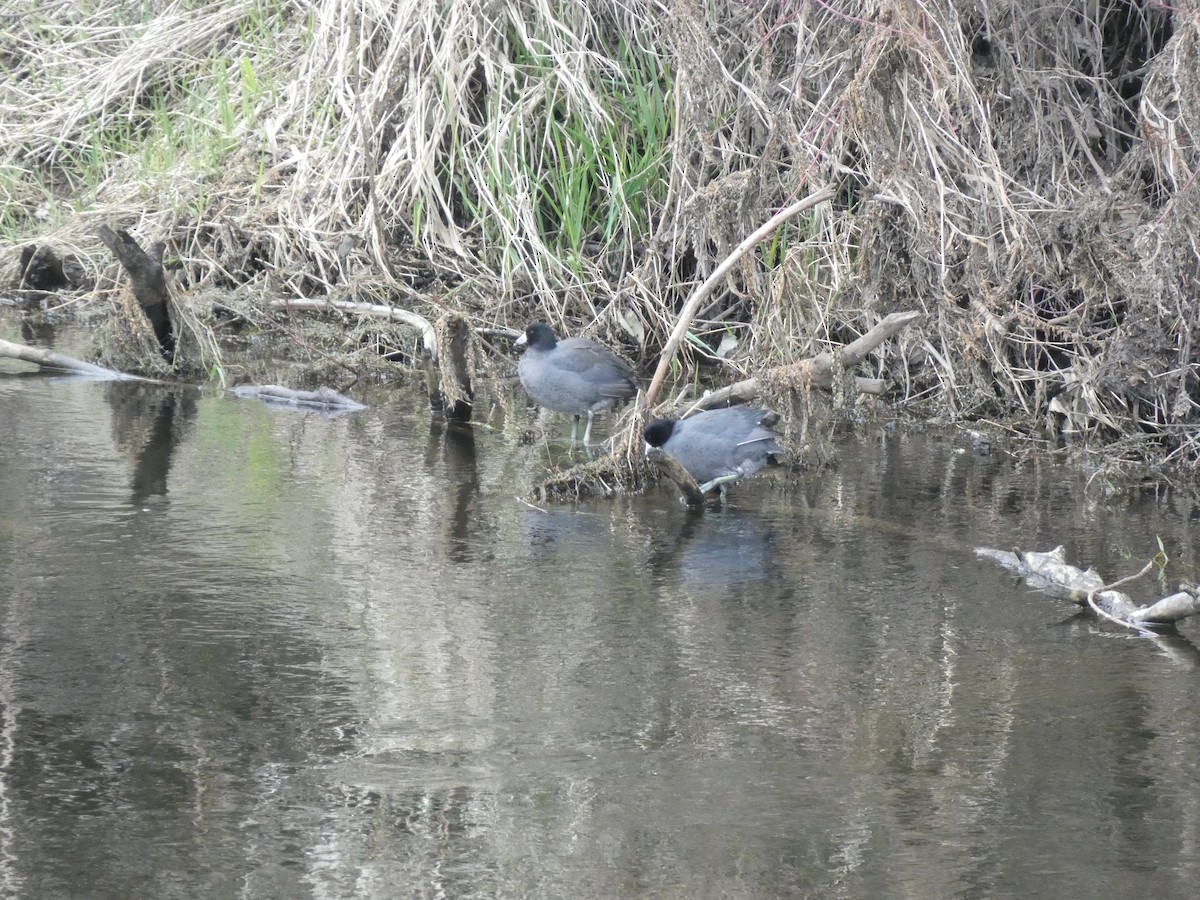 American Coot - ML548774991