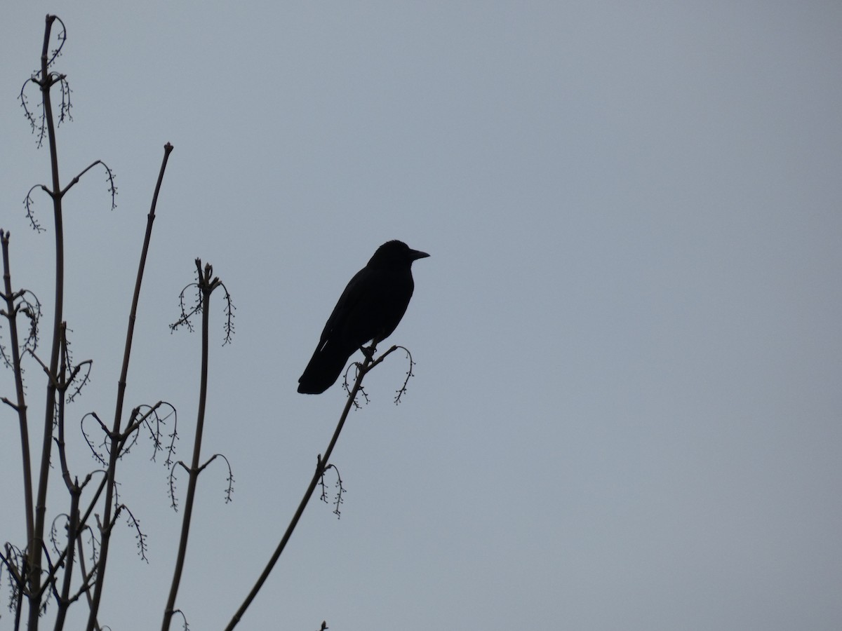 American Crow - ML548775171