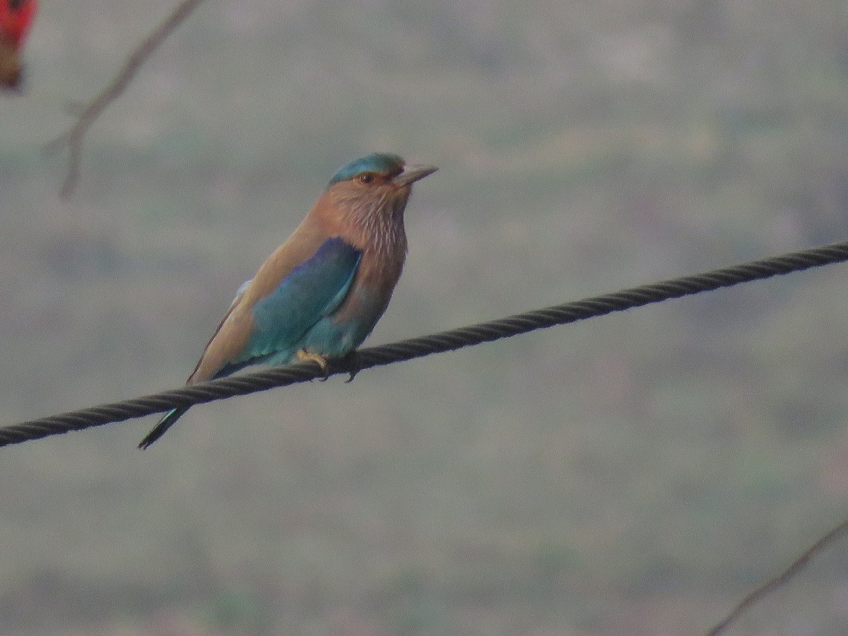 Indian Roller - ML548775431