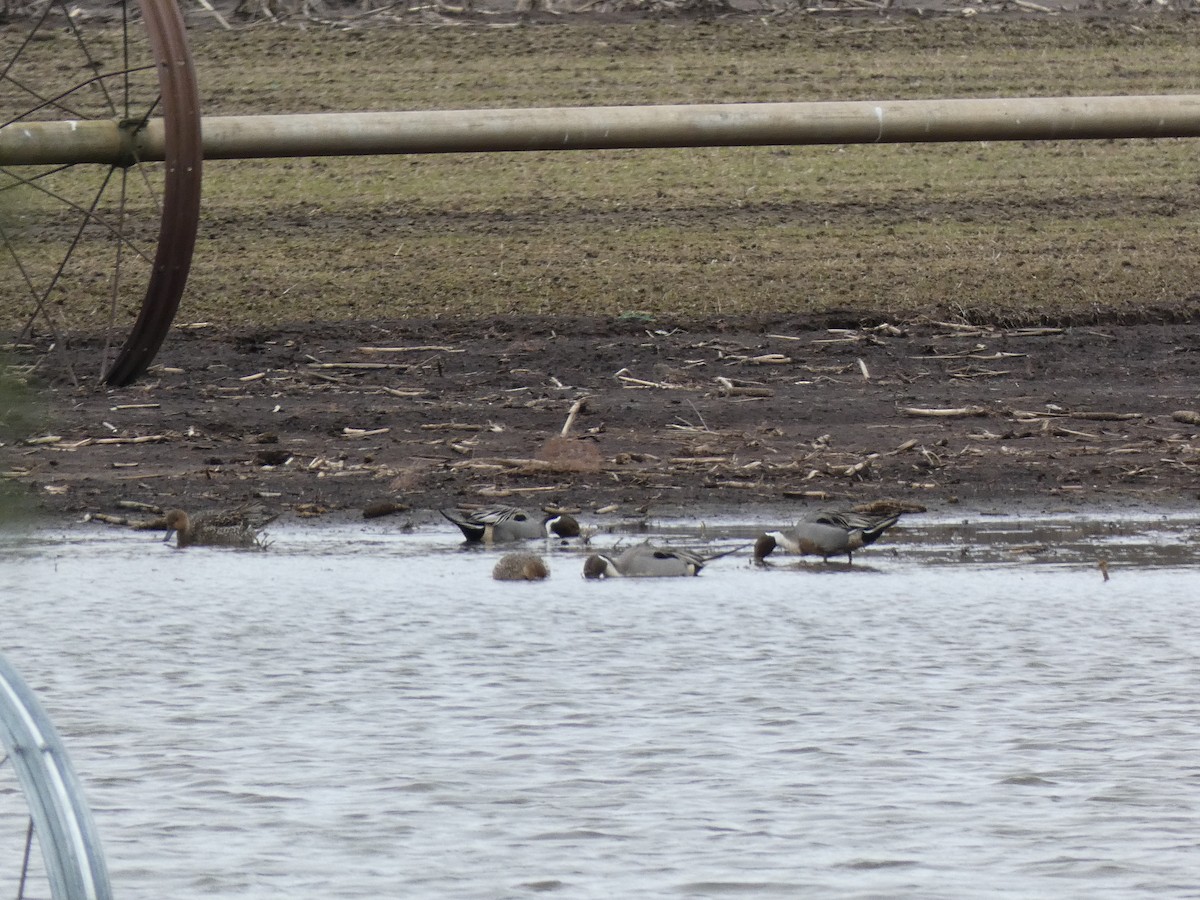 Northern Pintail - ML548775441