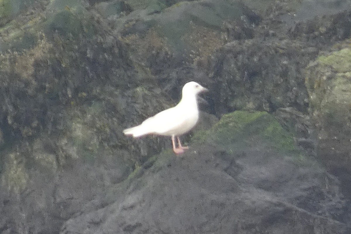 Gaviota Groenlandesa - ML548775481