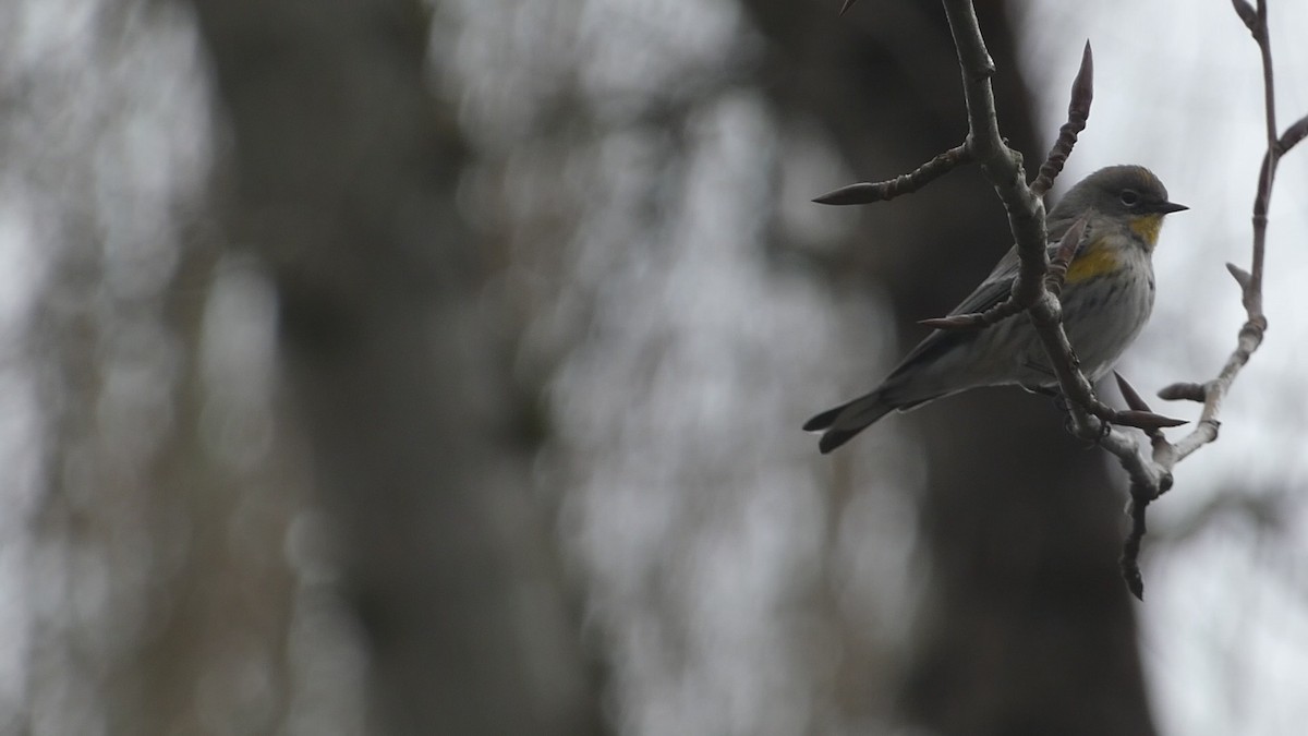 Yellow-rumped Warbler - ML548775611