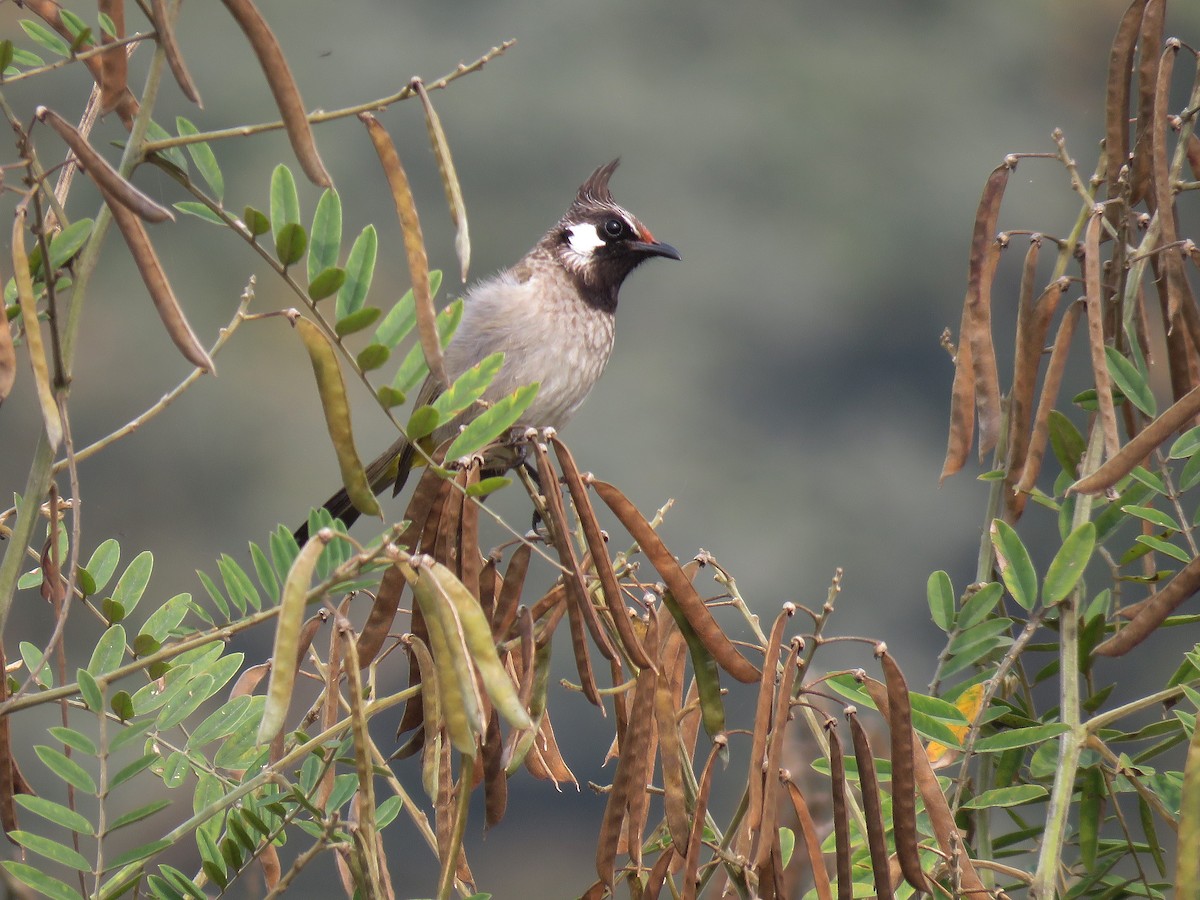 Bulbul à joues blanches - ML548775861