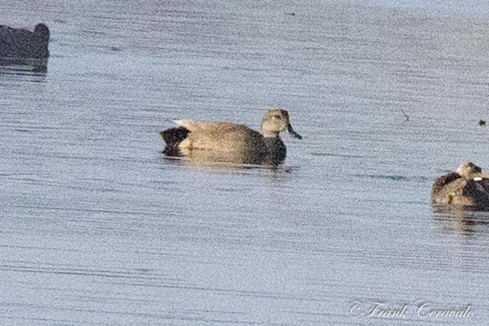 Gadwall - ML548775941