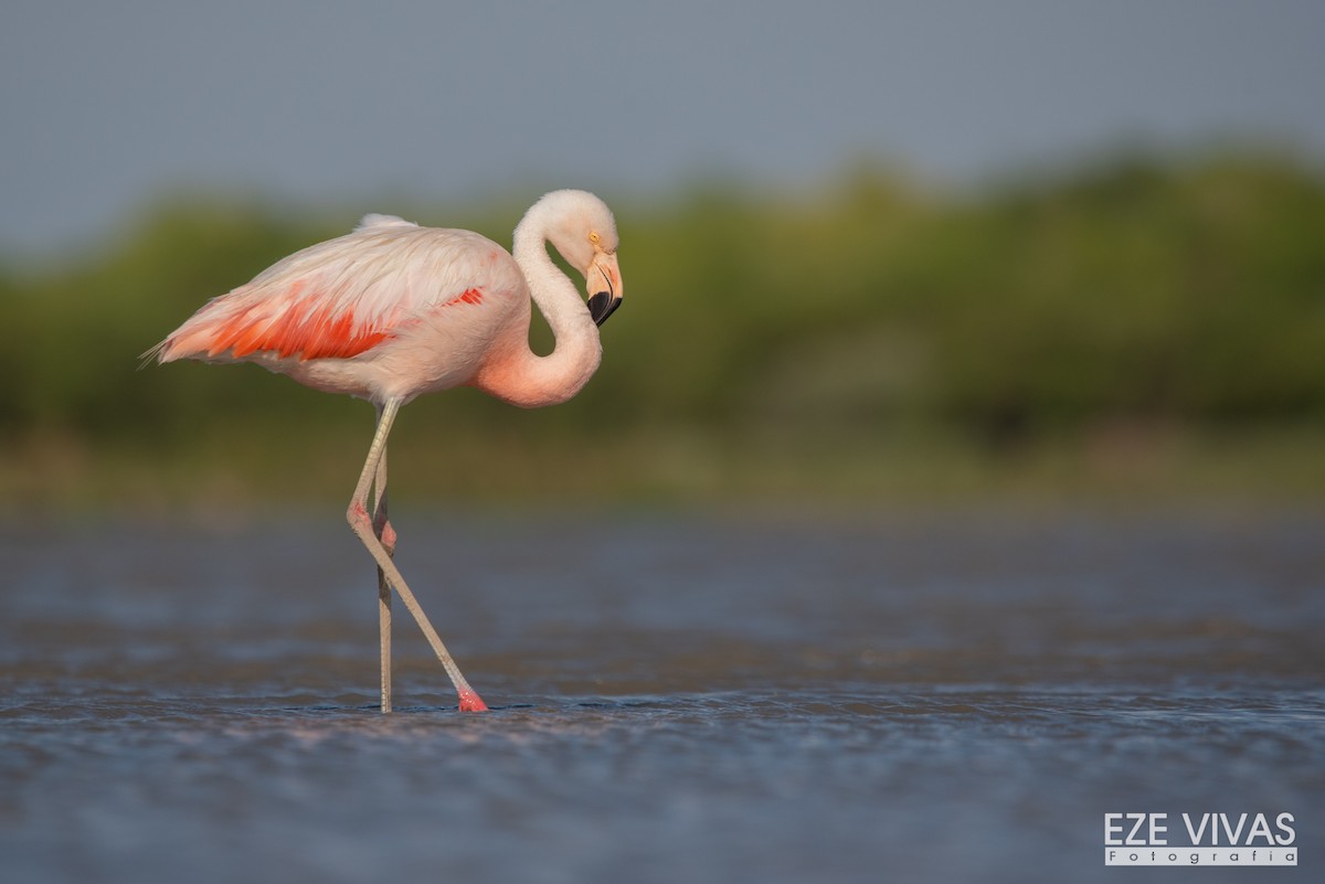 Chilean Flamingo - Ezequiel Vivas