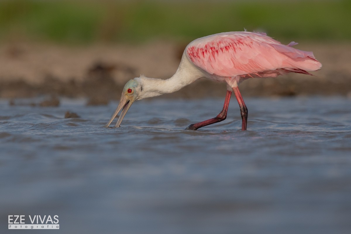 Roseate Spoonbill - Ezequiel Vivas