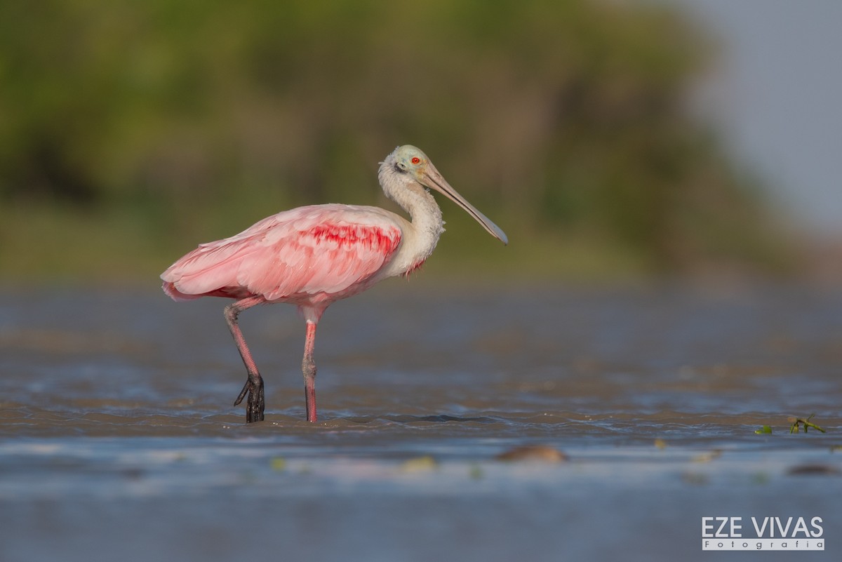 Roseate Spoonbill - ML548775991