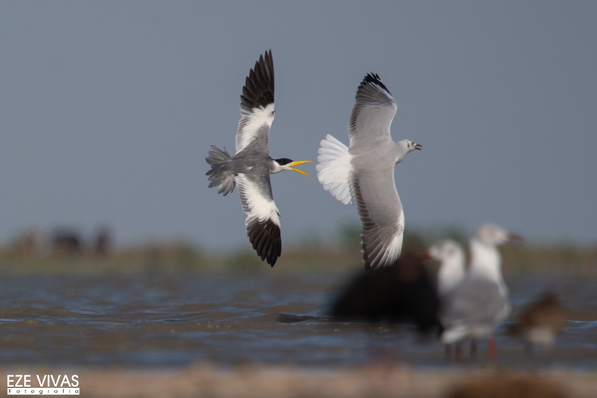 Large-billed Tern - ML548776061