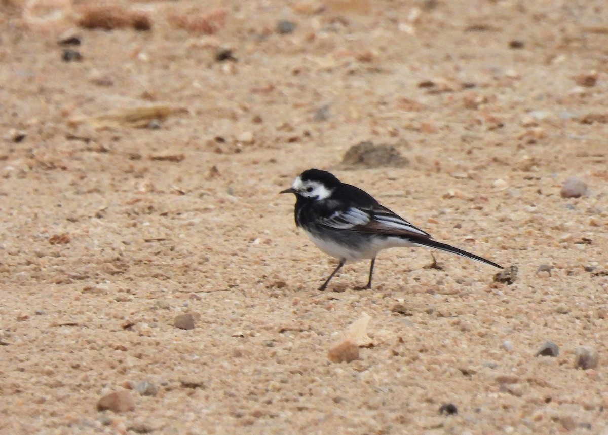 White Wagtail (British) - Carlos Alberto Ramírez