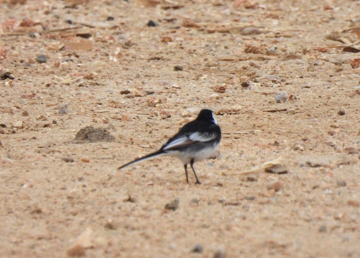 White Wagtail (British) - Carlos Alberto Ramírez