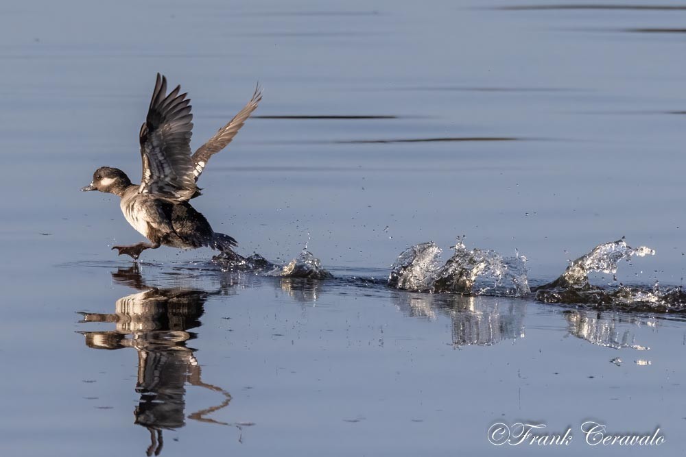 Bufflehead - ML548777441