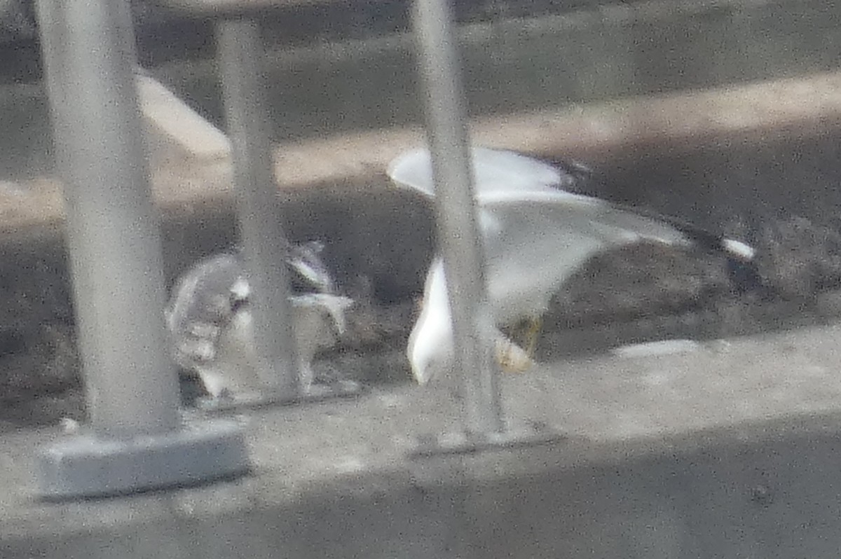 Ring-billed Gull - ML548778481