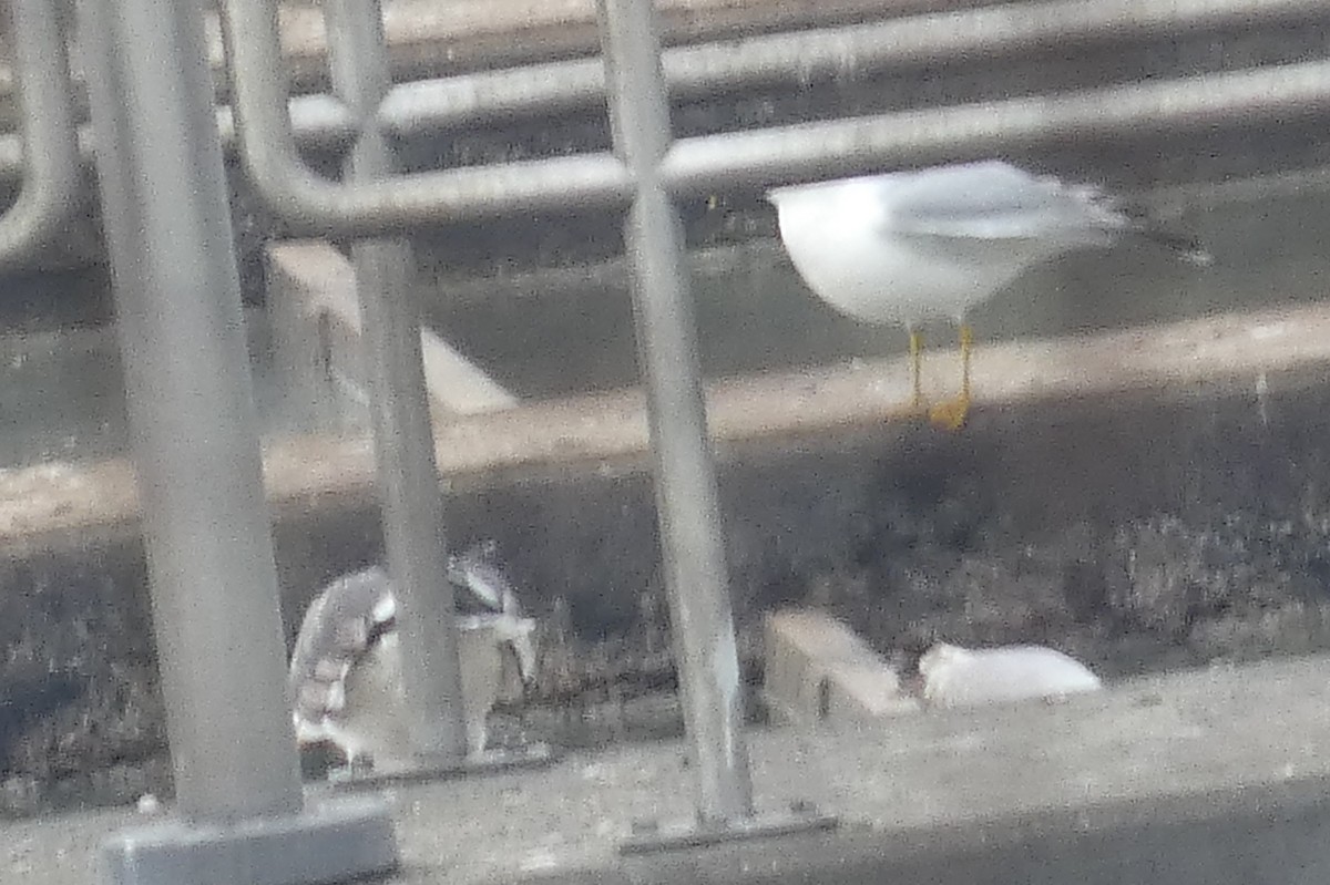 Ring-billed Gull - ML548778501
