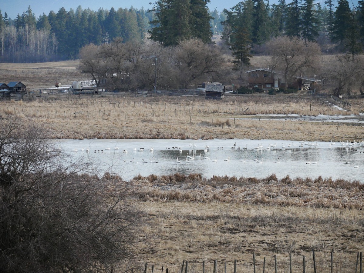 ナキハクチョウ - ML548778891